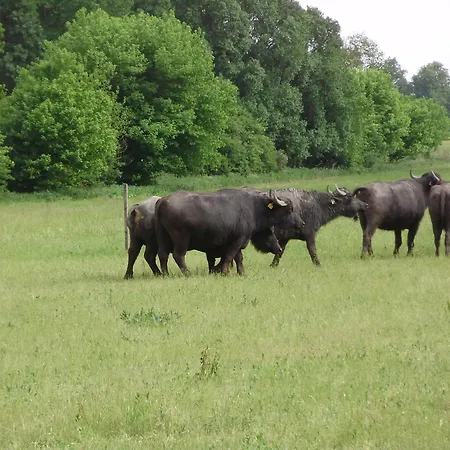 Dom wakacyjny Szatmari Vendeghaz *