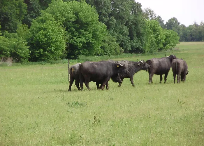 Дом отдыха Szatmari Vendeghaz *